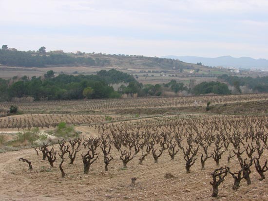 Weinberge im Winter